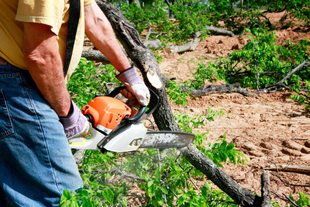 Tree Service Company in Rio Rico, AZ